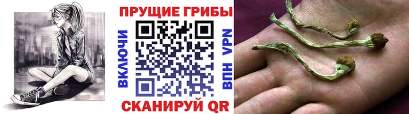 Купить  Байкальск  Псилоцибиновые грибы Psilocybine cubensis 